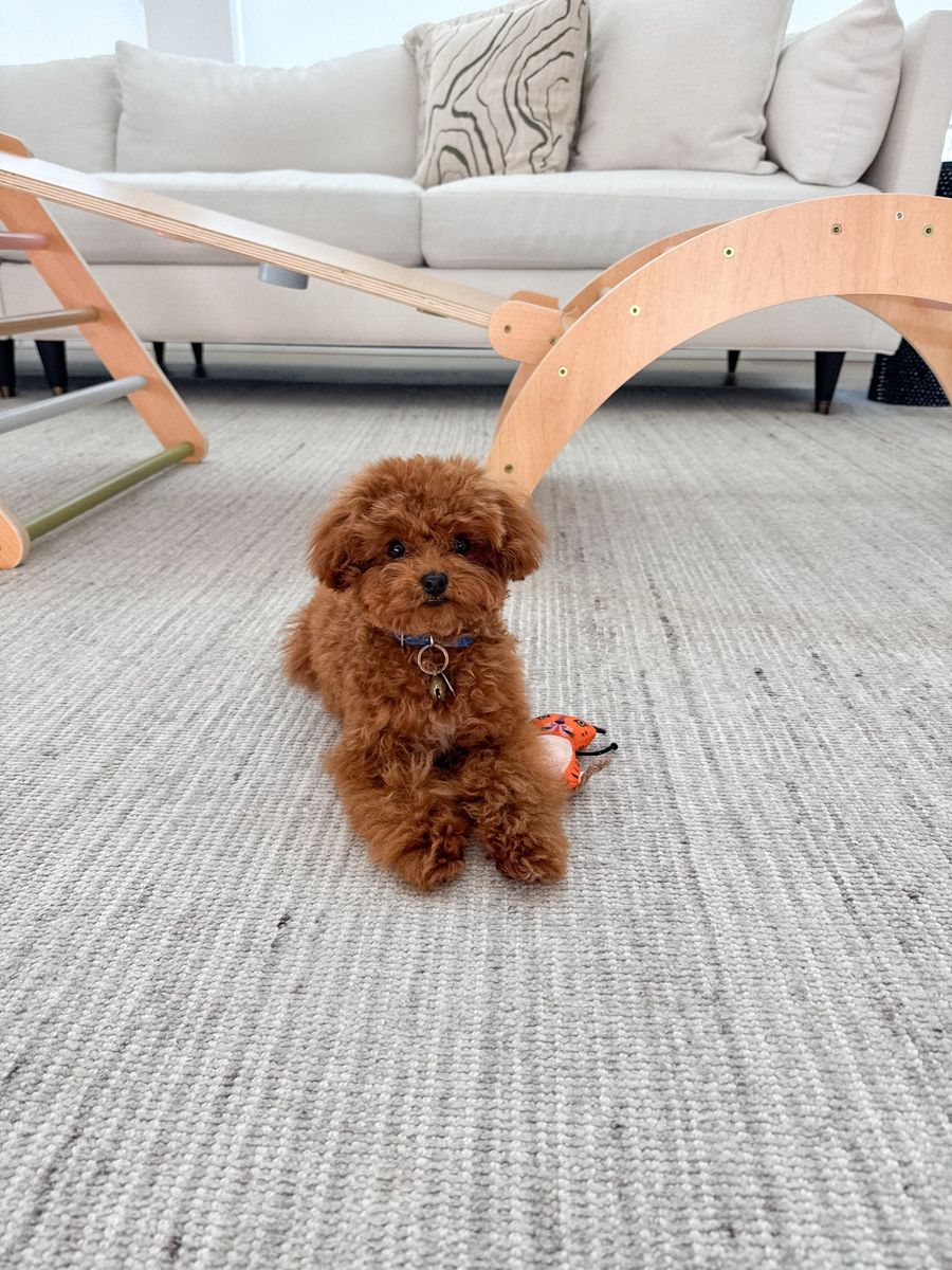 3 pound, 7 month old F1bb Cavapoo neutered male