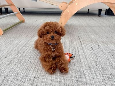 Cavapoo