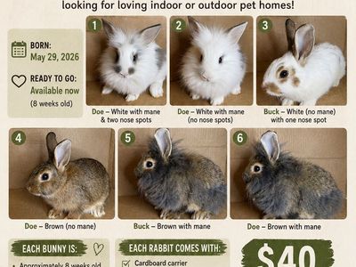 Lionhead Mix Baby Rabbits