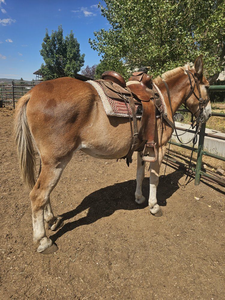 bombprof mule