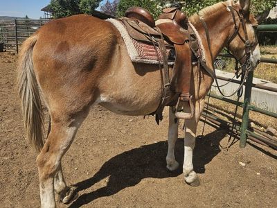 bombprof mule