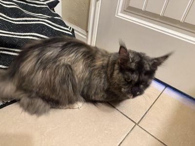 Free Maine Coon cat