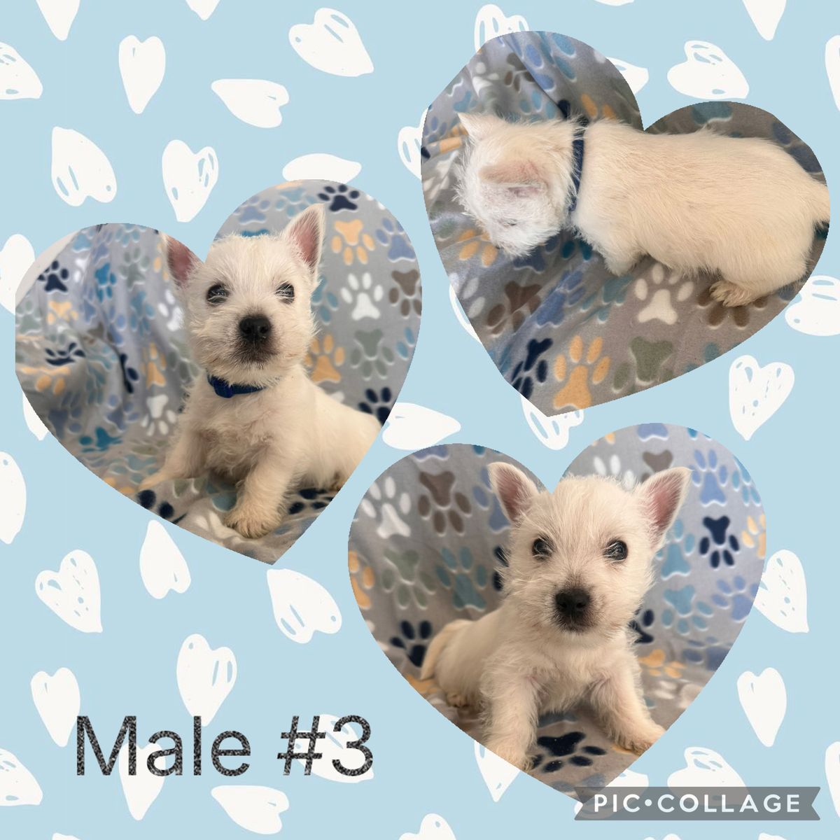 *REDUCED PRICE- Male West Highland (Westie)