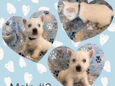 *REDUCED PRICE- Male West Highland (Westie)