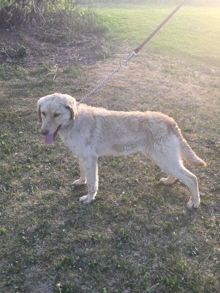 Chesapeake pups for sale