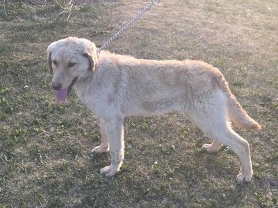 Chesapeake pups for sale