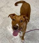 A164424 Huggie Bear, Available for Adoption
