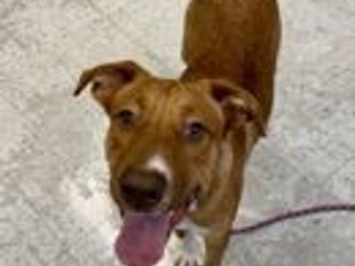 A164424 Huggie Bear, Available for Adoption