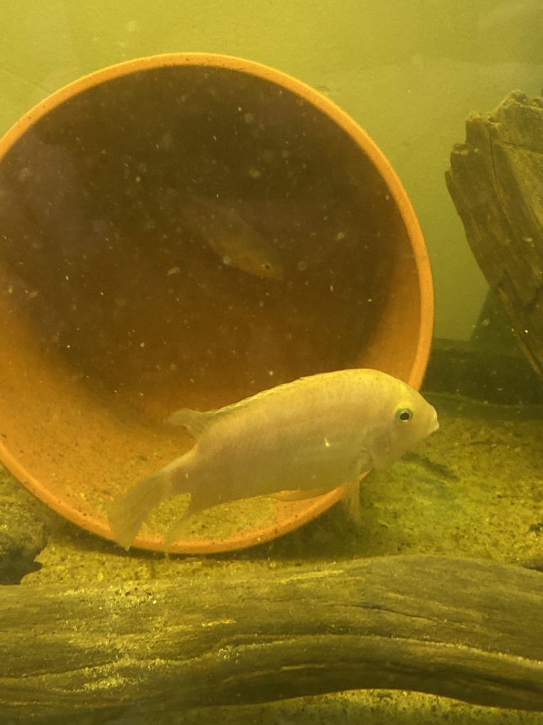 White Convict Cichlid