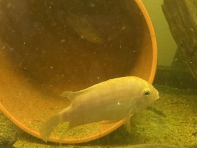 White Convict Cichlid