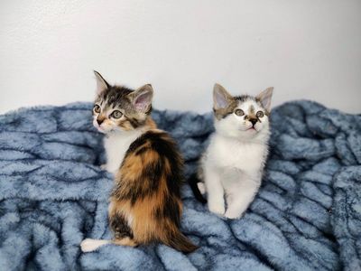 Kittens 8 Weeks.