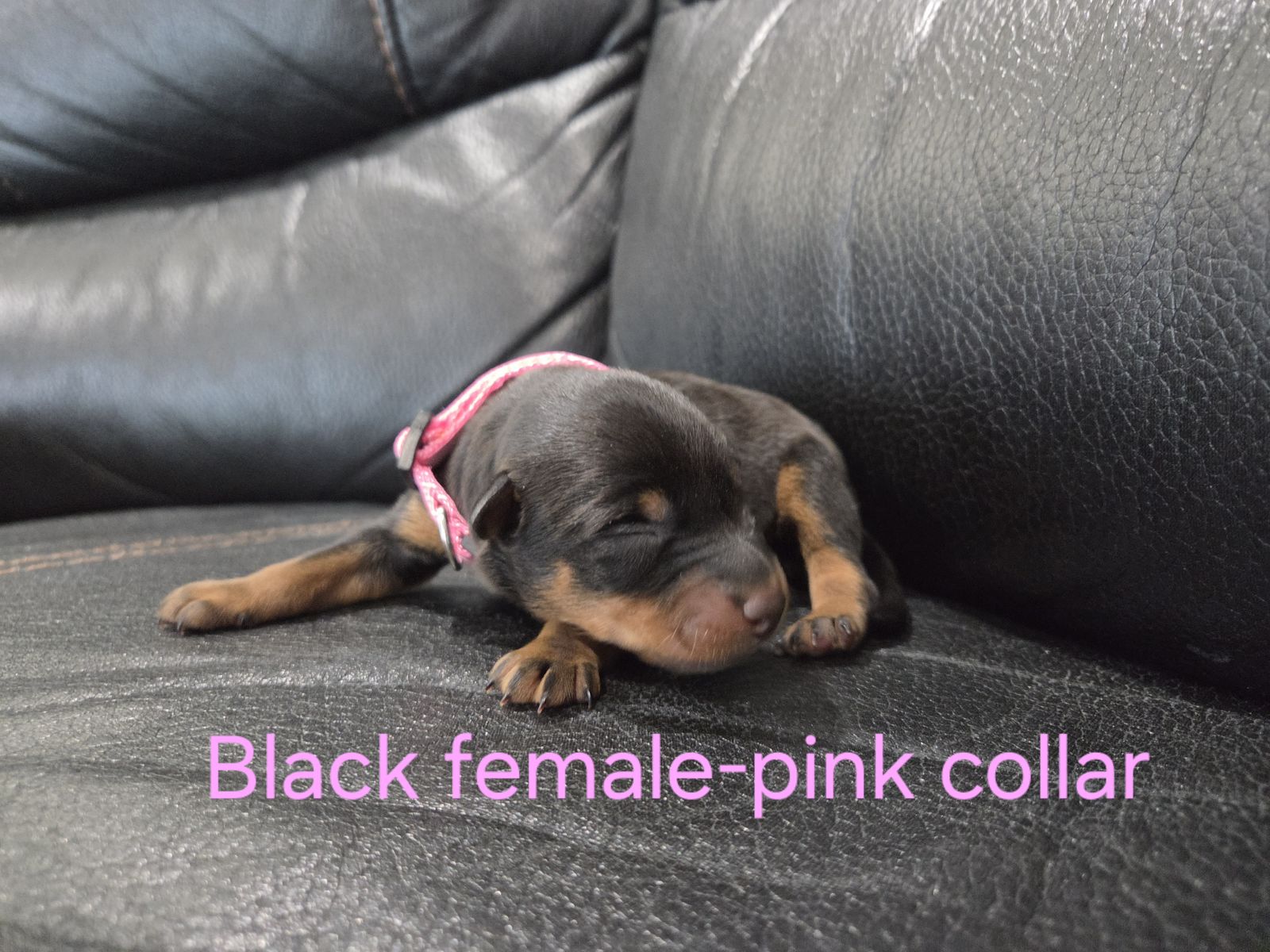 Doberman Puppy's READY TO GO July 17th!