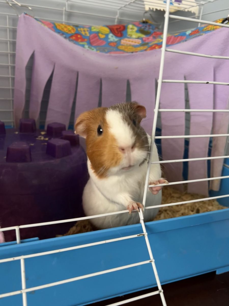 2.5 year old female guinea pig
