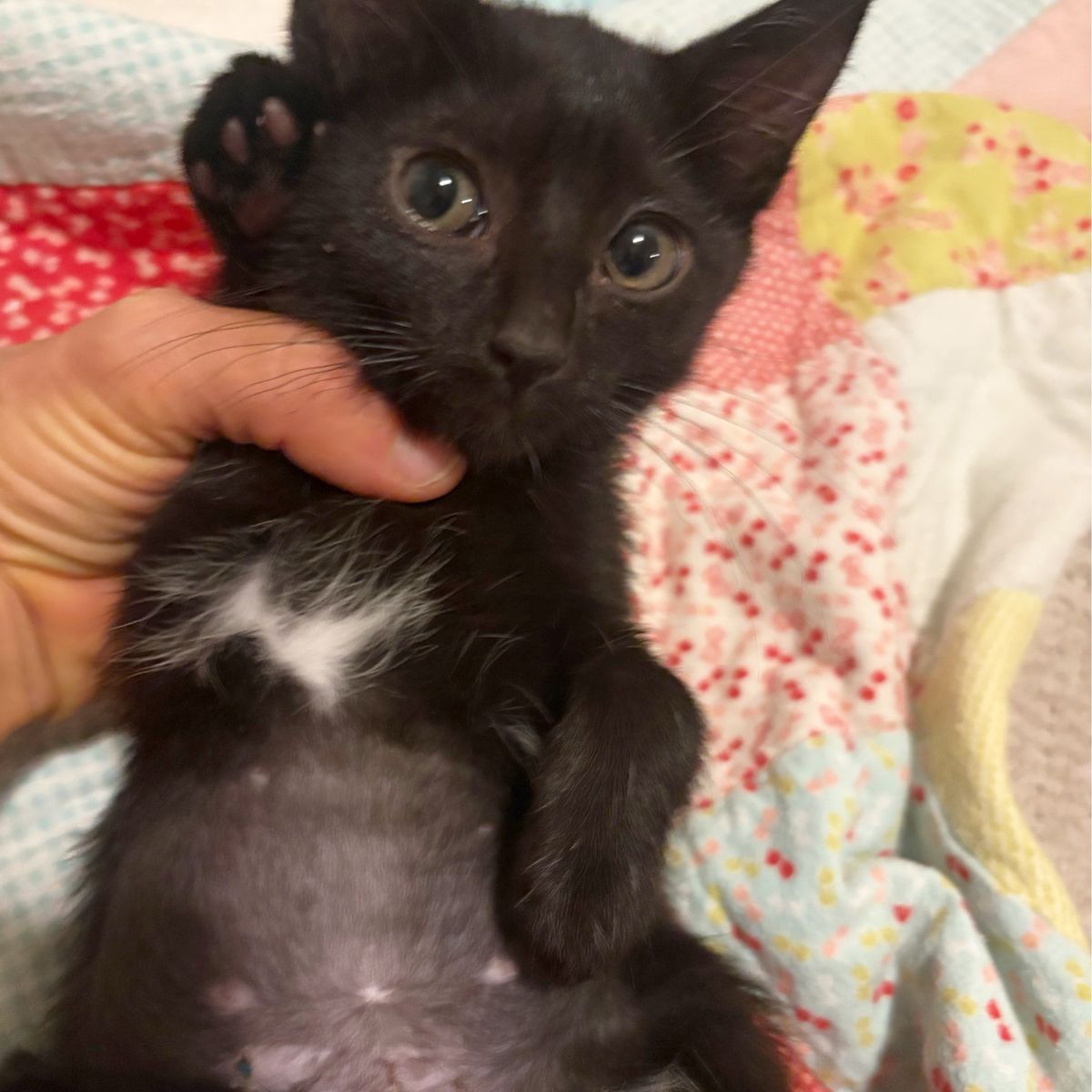 10 week solid black SWEET spayed female, child and pet friendly! Vaxed/chipped