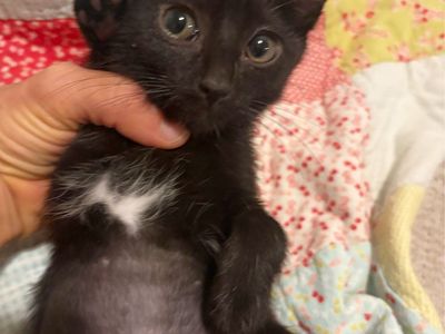 10 week solid black SWEET spayed female, child and pet friendly! Vaxed/chipped