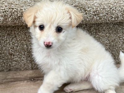 Male Morkie Maltipoo puppy LAST ONE Fluffy boy