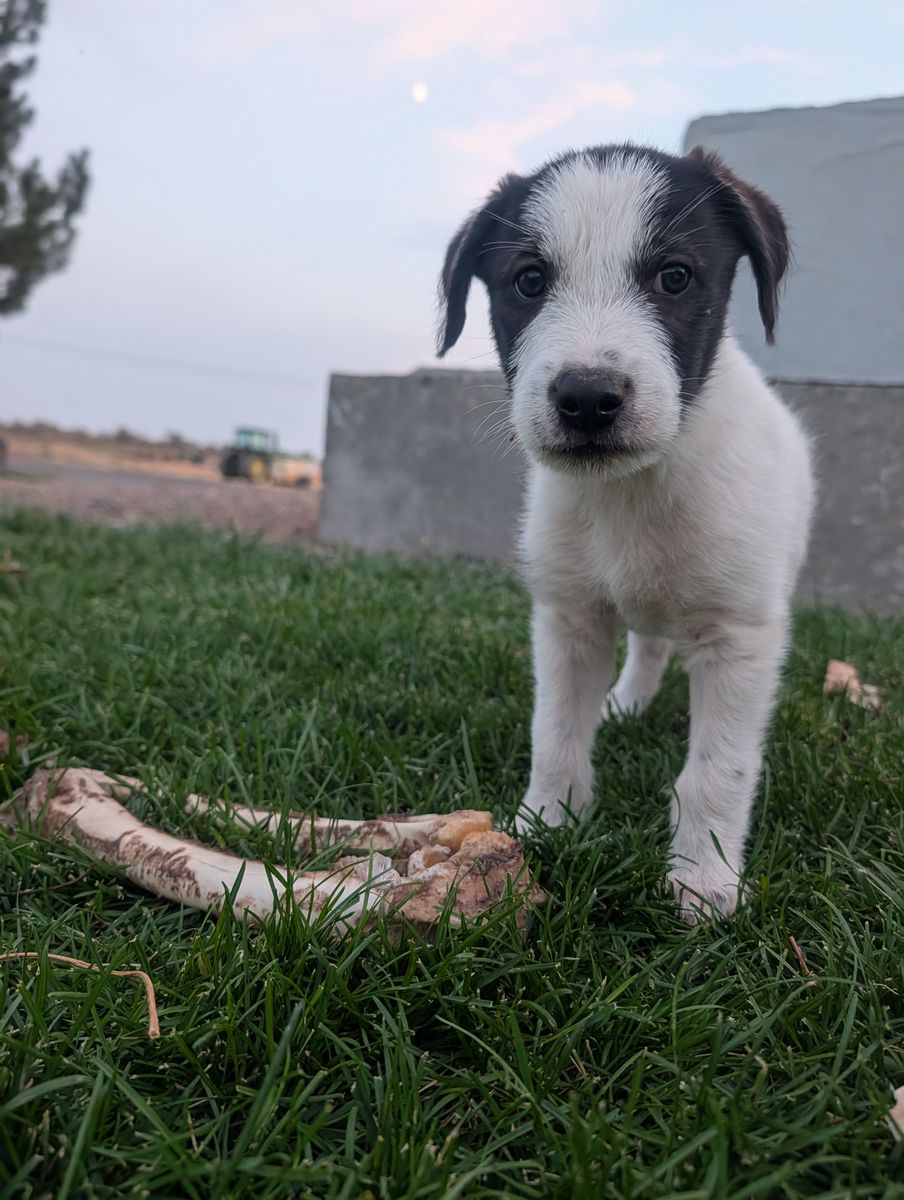 Idaho Shag / Border Collie Puppies