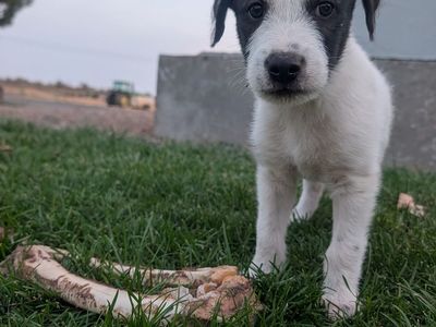 Idaho Shag / Border Collie Puppies