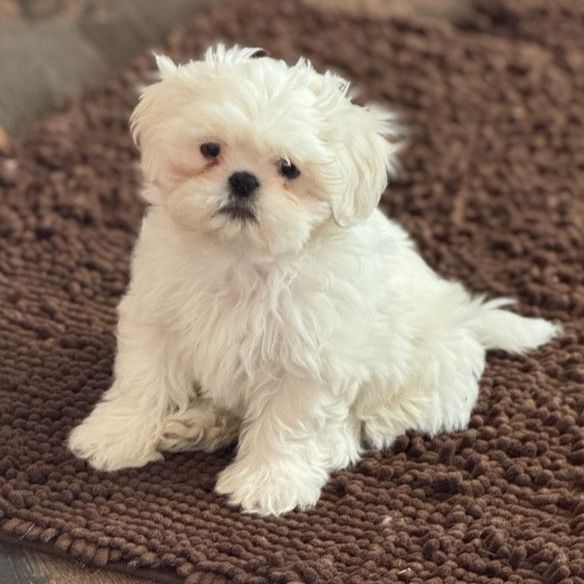 Shih Tzu puff ball.   Goldendoodle Cavapoo boy