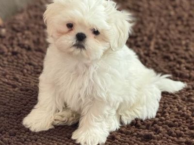 Shih Tzu puff ball. Goldendoodle Cavapoo boy
