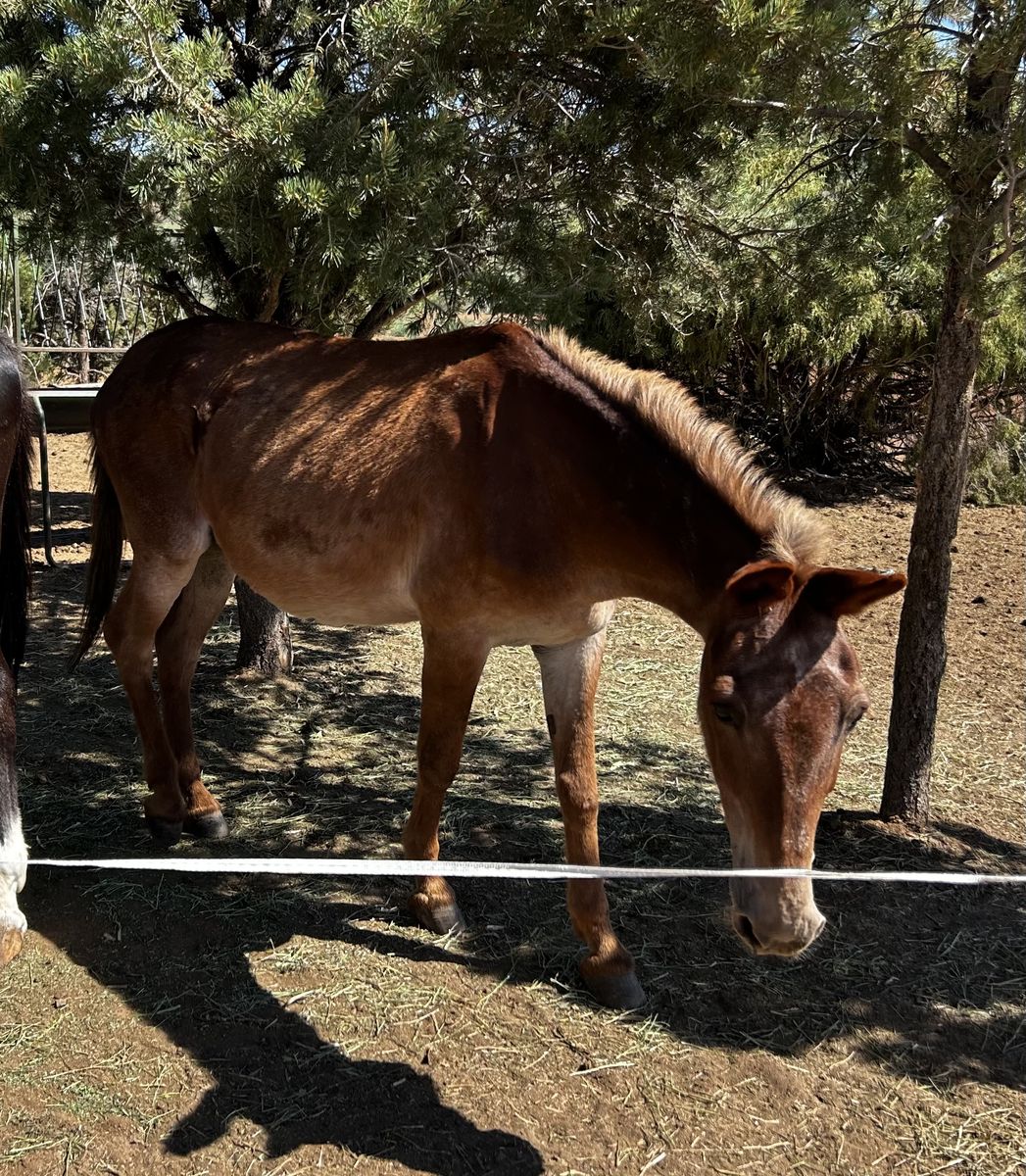 2 Broke Mules