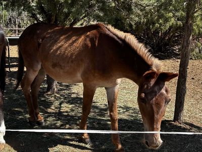 2 Broke Mules