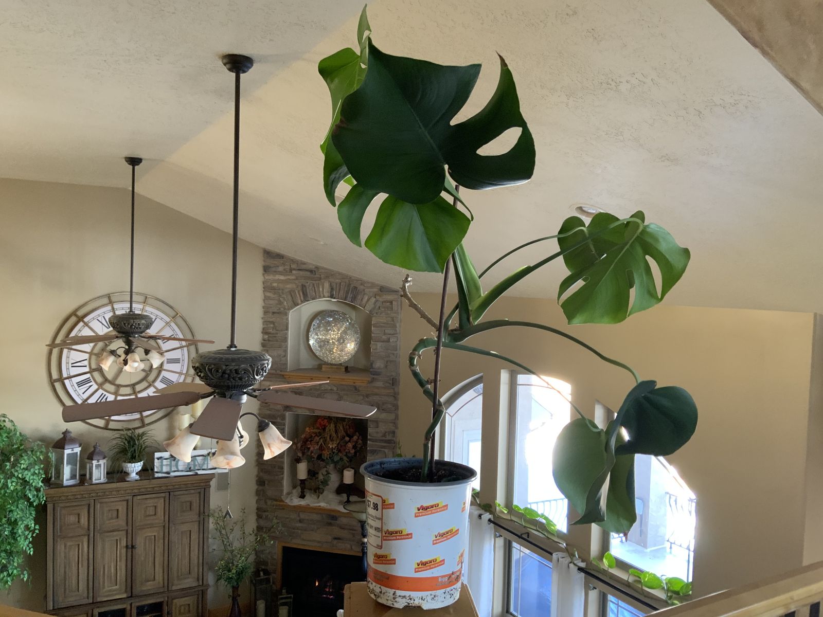 BEAUTIFUL HEALTHY MONSTERA PLANT. CASH/VENMO ONLY