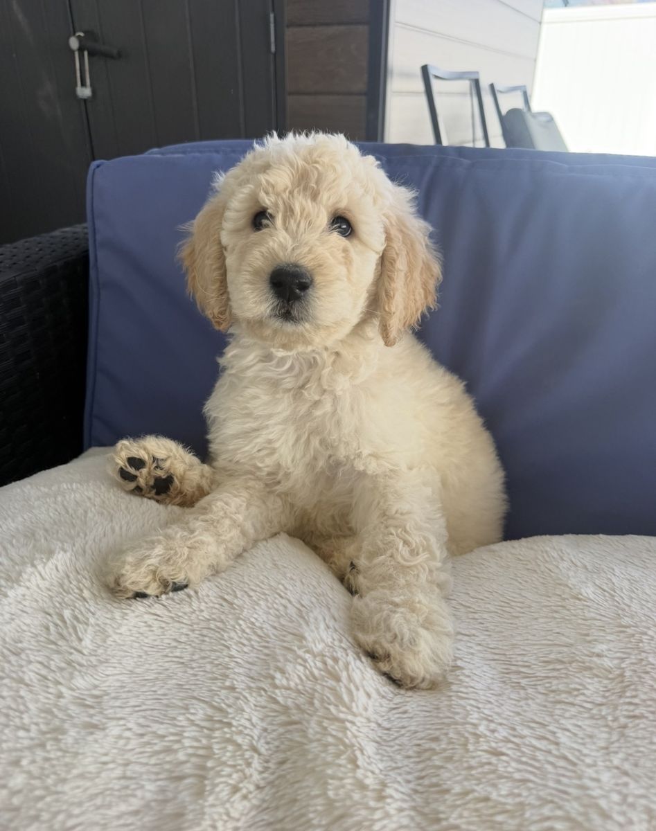 Goldendoodle Puppies