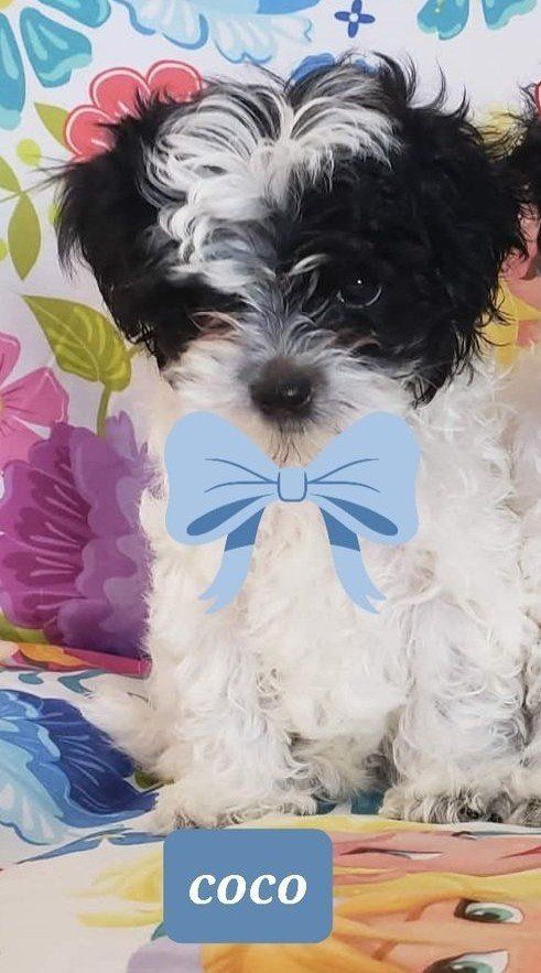 Adorable Morkie Mix Puppies - Coco, Tina, and Juju