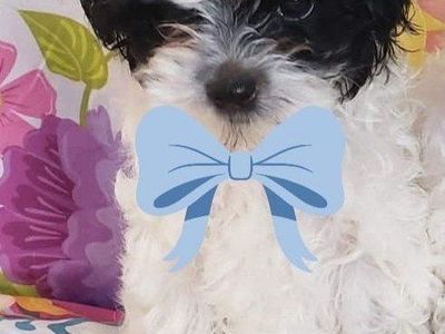 Adorable Morkie Mix Puppies - Coco, Tina, and Juju