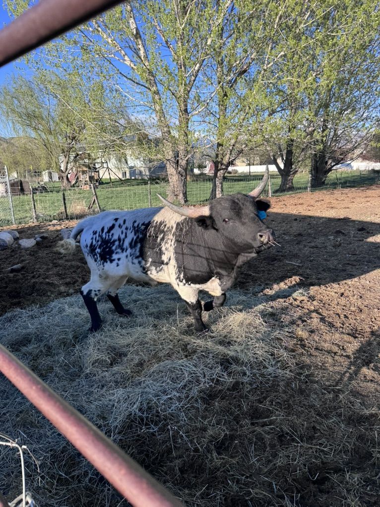 Mini Cow - Mini Longhorn