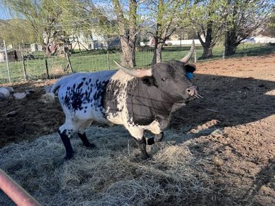 Mini Cow - Mini Longhorn