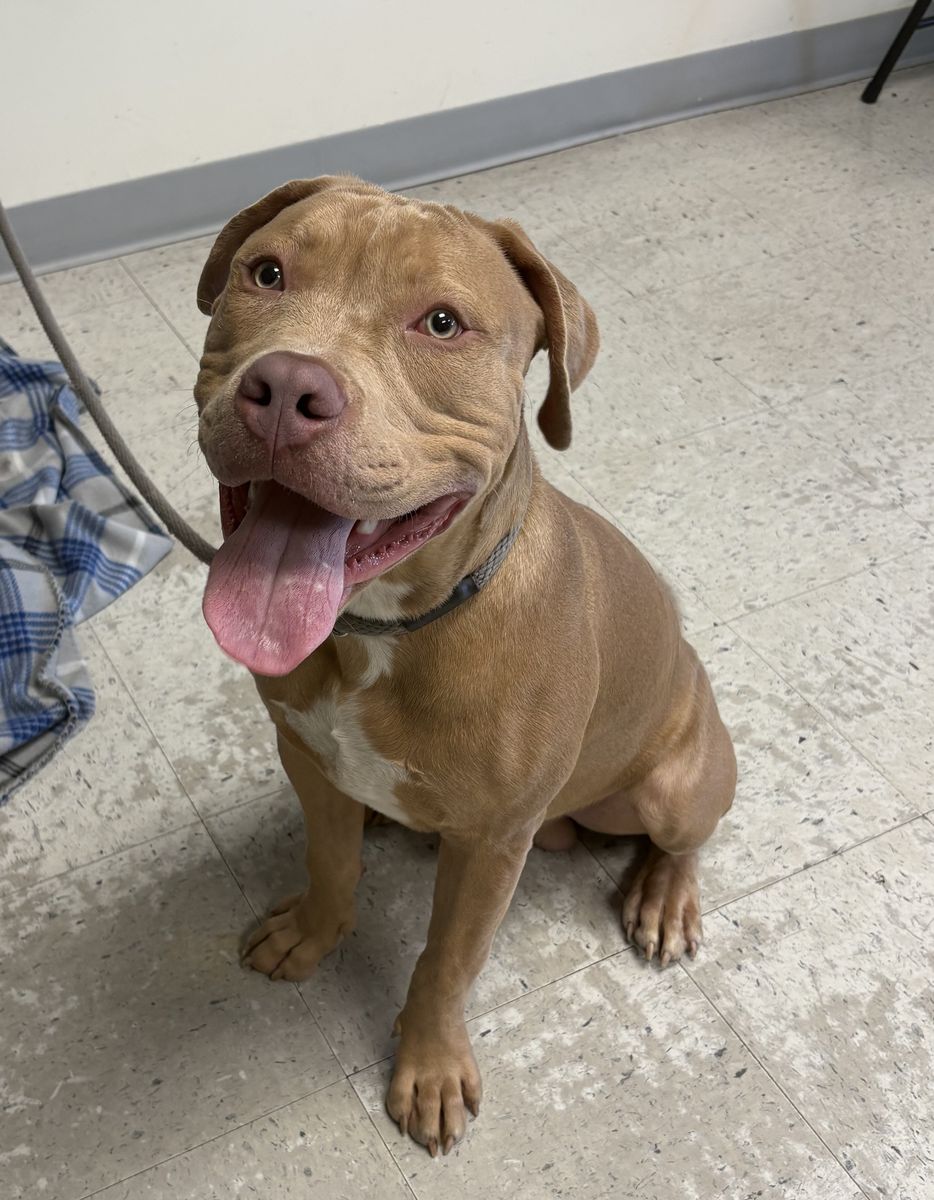 A165130 Boss is Availble for Adoption!
