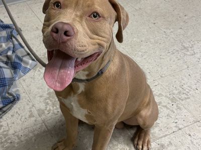 A165130 Boss is Availble for Adoption!