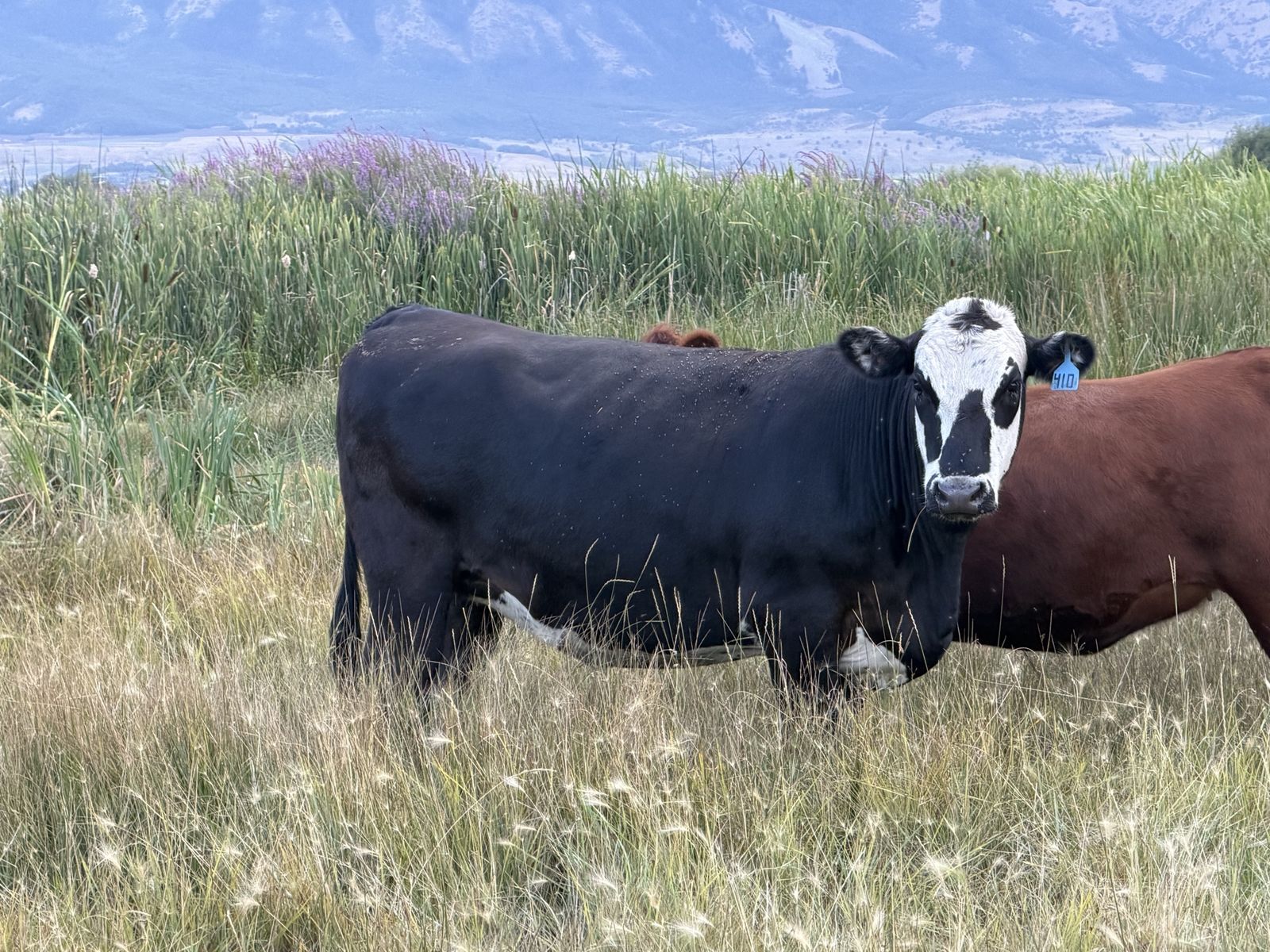 Bred Heifers