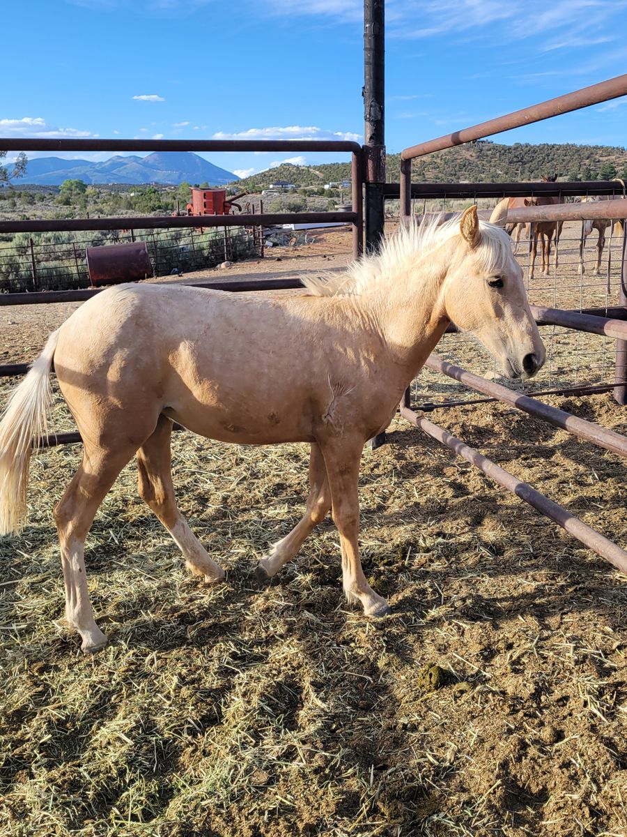 Filly