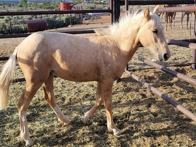 Filly