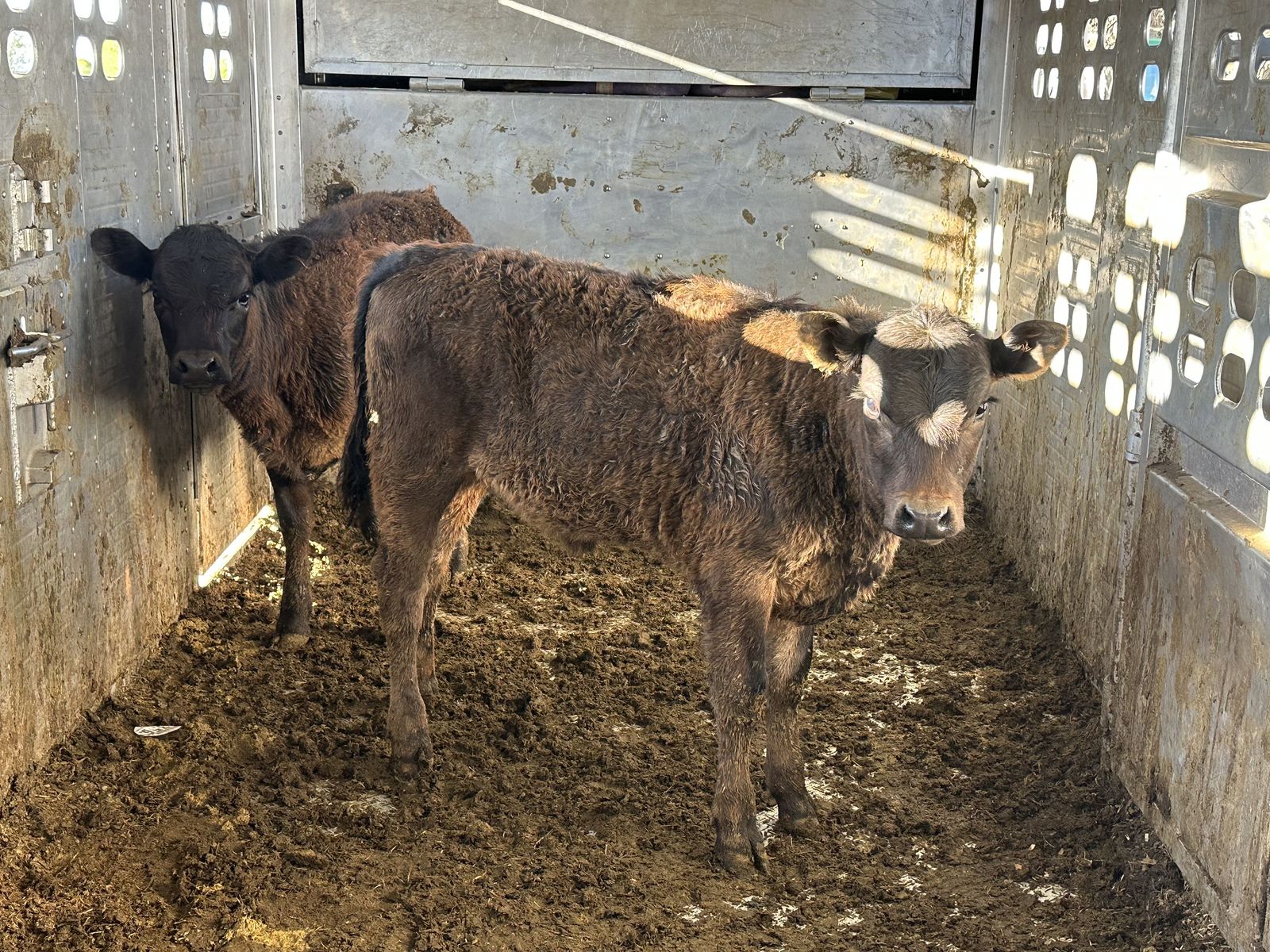 2 beef heifers