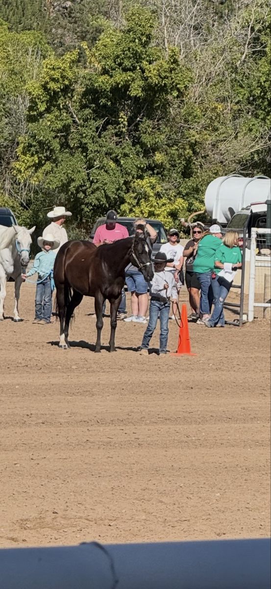 4h gelding 