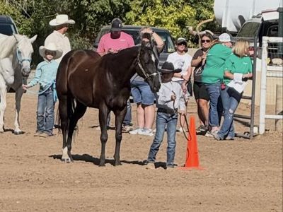 4h gelding