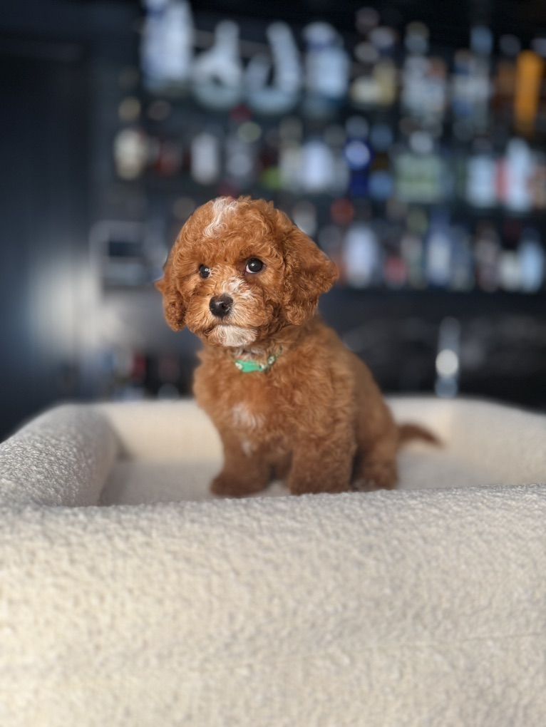 Deep Red/white Cavapoo Boy Puppy