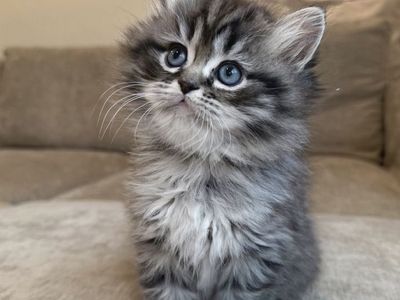 Ragdoll & Dollface Persian kittens