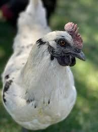 Zombie chicks March hatched- straight run