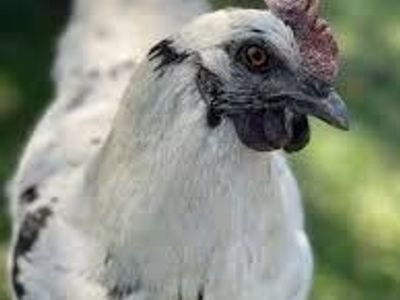 Zombie chicks March hatched- straight run