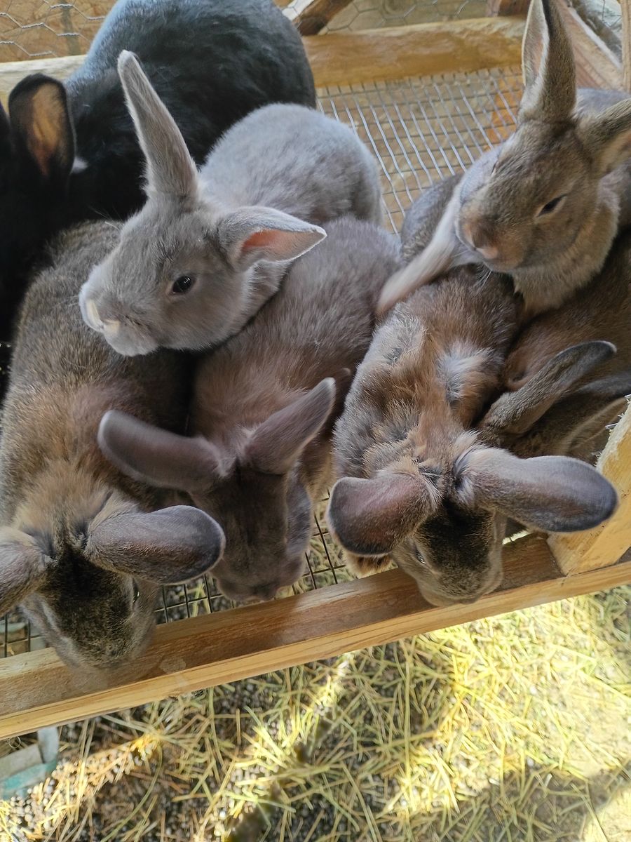 Baby bunnies for Easter