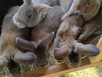 Baby bunnies for Easter