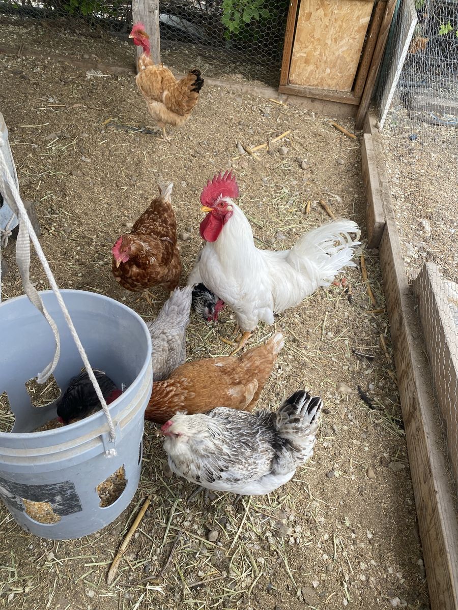 5 chickens 1 rooters for sale
