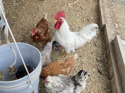 5 chickens 1 rooters for sale