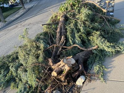 Haul Away Tree Branches