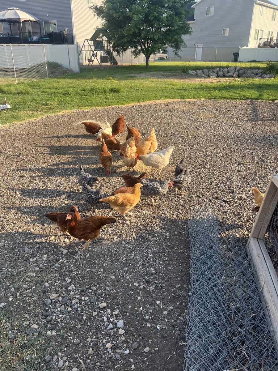 Rhode Island Red & Barred Rock Hen Chicks - Healthy Young Chickens for Sale